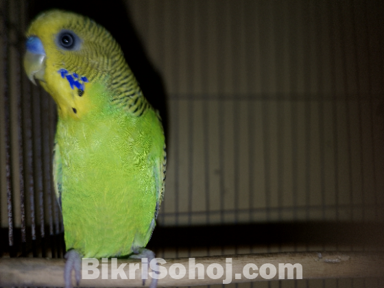 রানিং মেল বাজরিগার Male Budgerigar